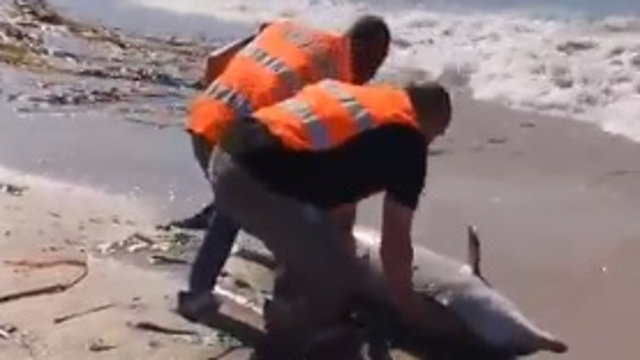 Dos miembros de emergencias intentan devolver al animal al agua. INSTAGRAM