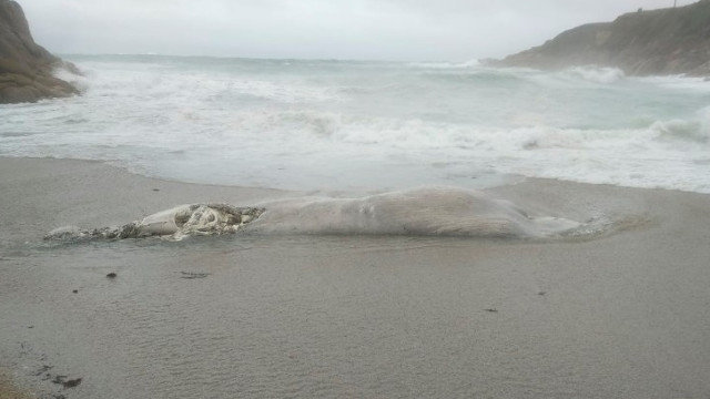 El cadáver de ballena hallado en la playa de Bens. ANDRÉS CONDE