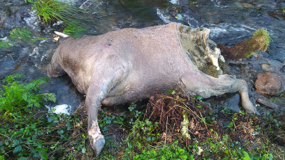 Uno de los cadáveres de vaca hallados junto al río. EP