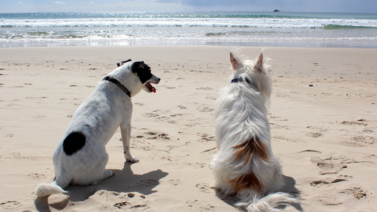 Perros en una playa. PIXABAY