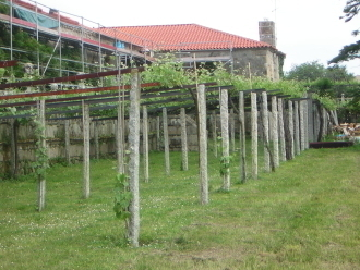 Cepas de uva albariña en Cambados (Galicia Gastronómica)