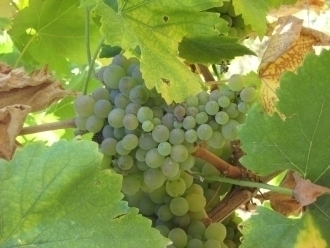 Viñedos de Eduardo Bravo