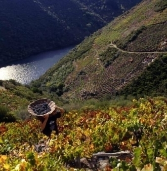 Viñedos de la Ribeira Sacra (Foto: C.R.D.O. Ribeira Sacra)