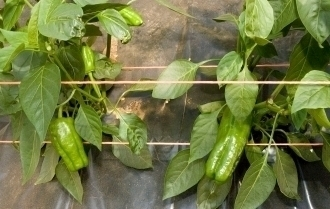 F:GALGASFOTOSGALICIA GASTRONOMICAPIMIENTOSINTERIOR_ARNOIA.jpg