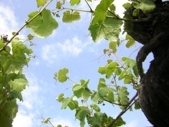 Cepas de uva albariña en Cambados (Galicia Gastronómica)