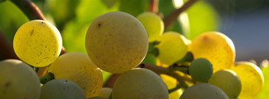 uvas.blancas.col1.jpg