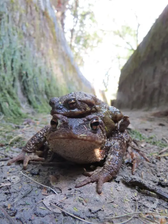 Rescatan 200 sapos atrapados en un canal de riego en Pontecaldelas