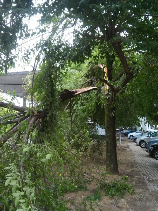 Imagen de la rama del árbol