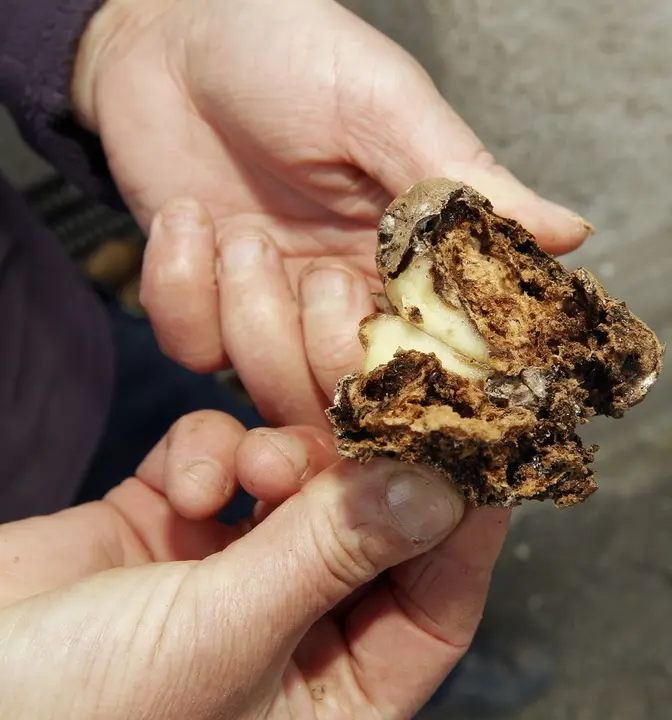 Polilla guatemalteca