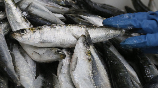 Venta de sardinas en una lonja (GONZALO GARCÍA)