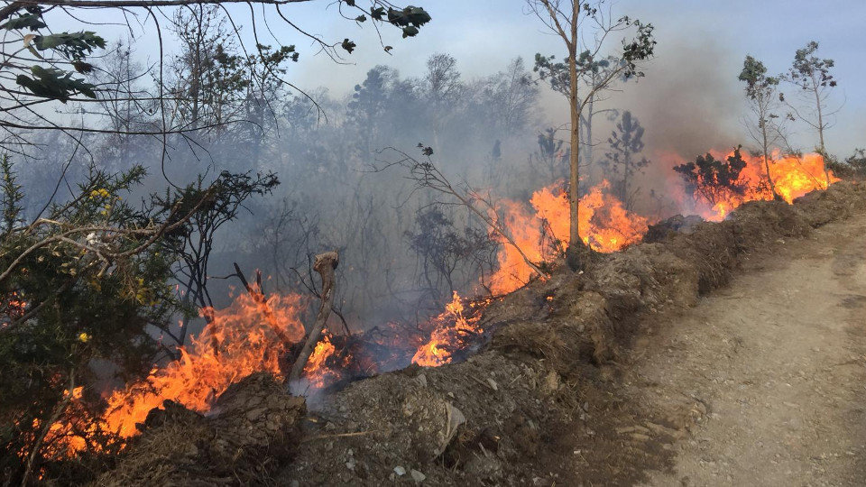 Las llamas afectaron a una importante extensión de eucaliptos recién plantados en Noceda de A Devesa. J. M. ÁLVEZ