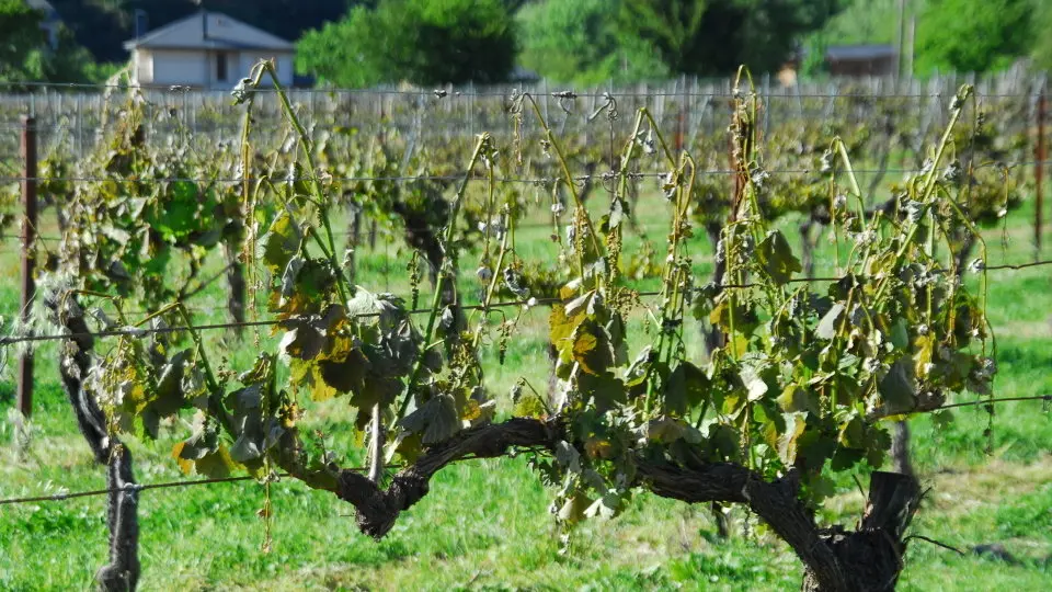 Viñas afectadas por las heladas en Quiroga. AIDA SOENGAS (AEP)