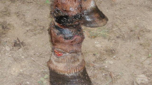 Pata de caballo, posiblemente dañada por causa del maltrato.AEP