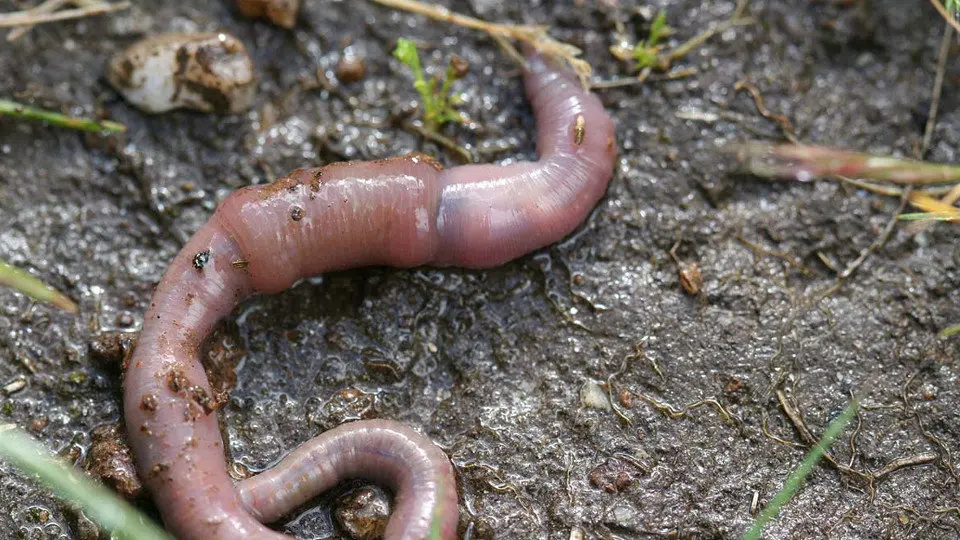 Un ejemplar de una de las nuevas especies de miñoca. UVIGO