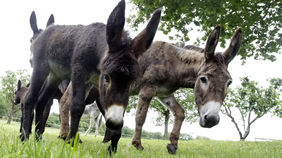 Un grupo de burros pastando. J.VÁZQUEZ