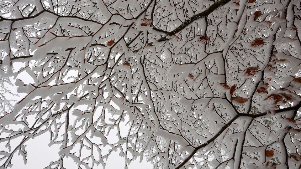 Nieve en las ramas de un árbol en O Cebreiro. ELISEO TRIGO (EFE)