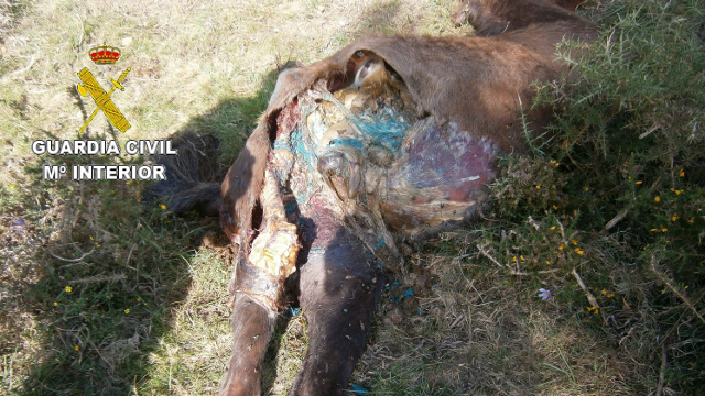 El cadáver del caballo sobre el que esparcieron el veneno para lobos, en Vimianzo. GUARDIA CIVIL