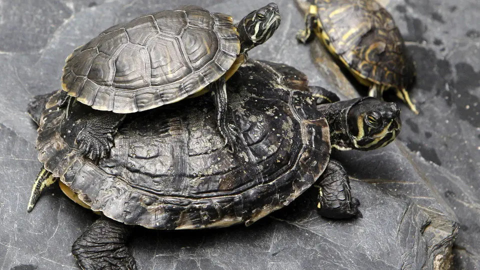 Tartarugas ou sapoconchos. EFE