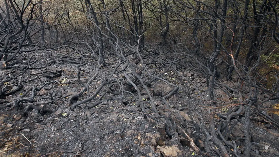 Superficie quemada en Os Ancares. XESÚS PONTE