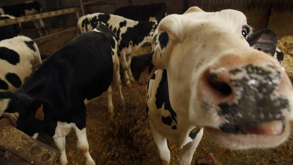 Vaca. JOSÉ Mª ÁLVEZ