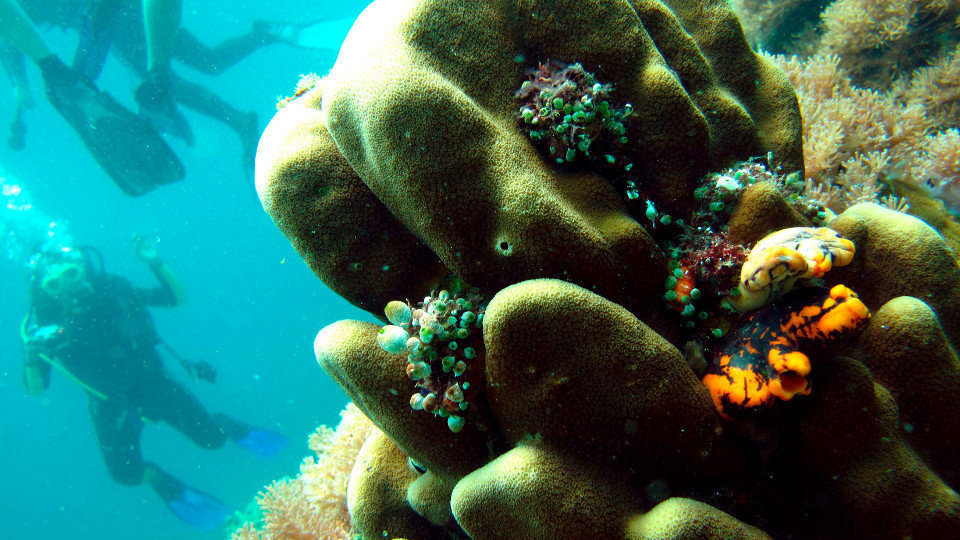 Arrecife de coral. DENNIS M. SABANGAN (EFE)