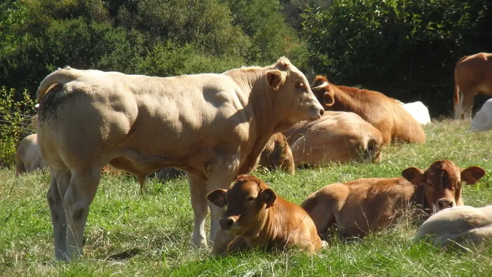 Exemplares de vaca rubia galega. EP