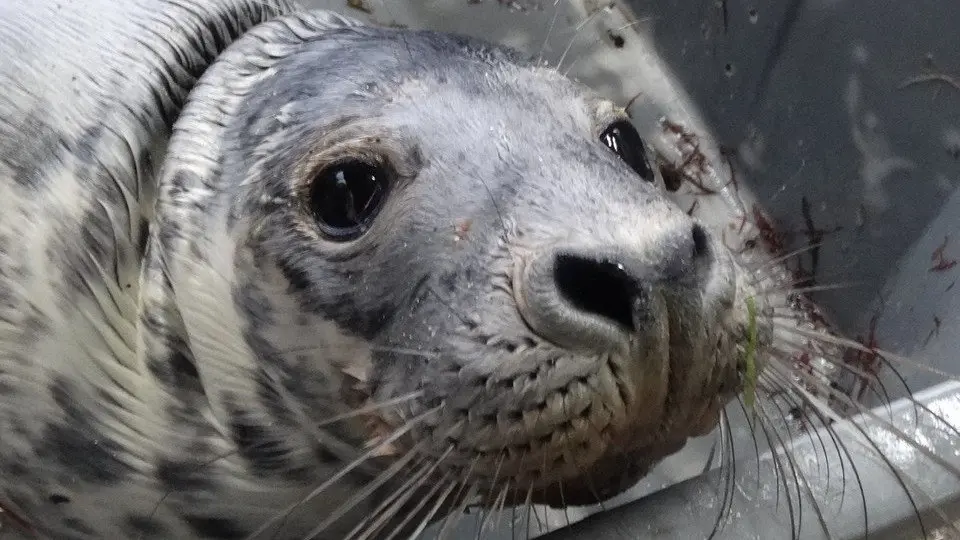Foca encontrada en A Guarda. EP