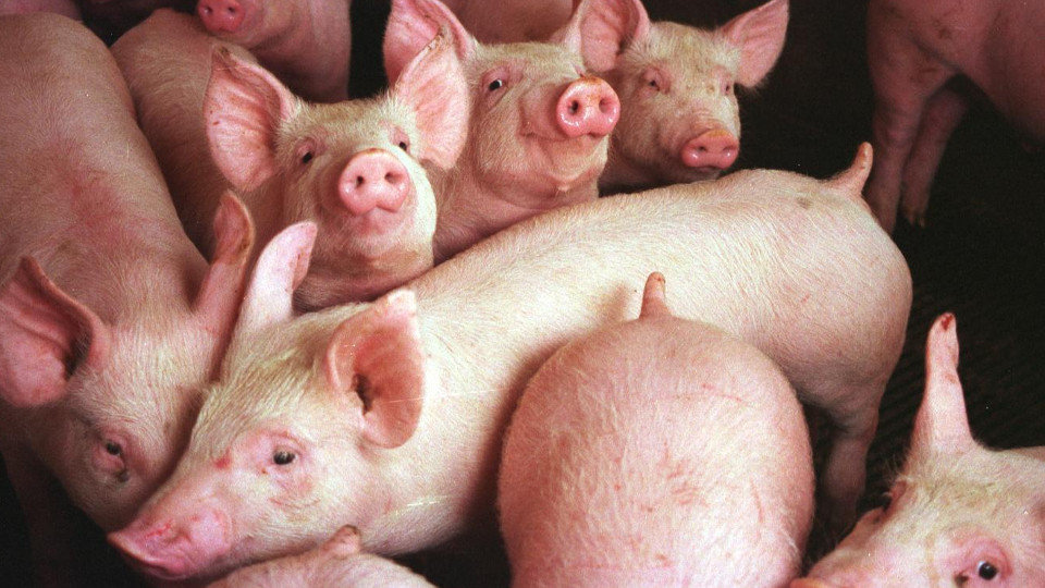 La producción de carne de cerdo en explotaciones españolas continúa superando la demanda. AEP