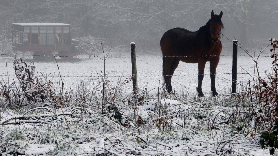Un caballo entre la nieve en Friol. XESÚS PONTE
