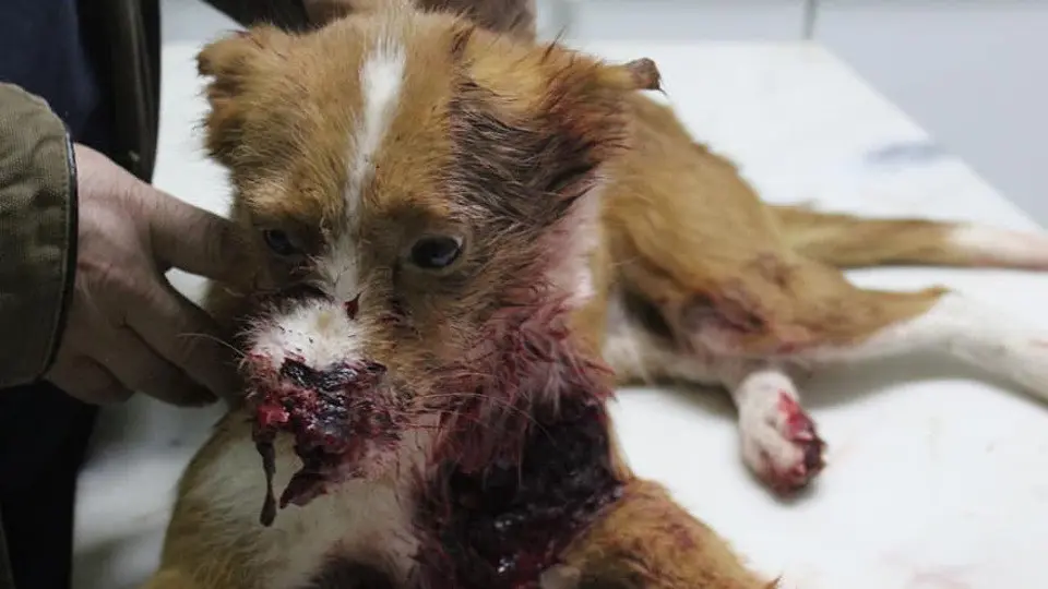 Perra tiroteada en Verín