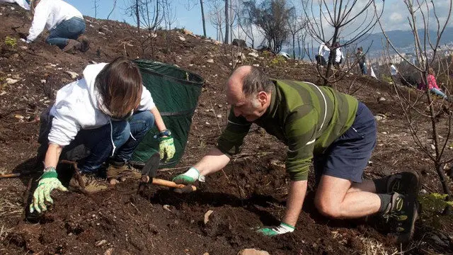 Voluntarios durante a plantación en Coruxo. SALVADOR SAS (EFE)