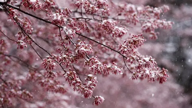Helada sobre un almendro en flor. EFE
