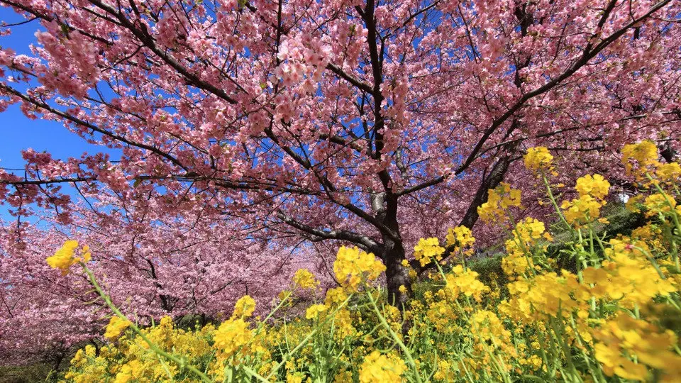 &#39;Turnip Fields Forever&#39;. &#34;Se ha desbocao la primavera&#34;. EP