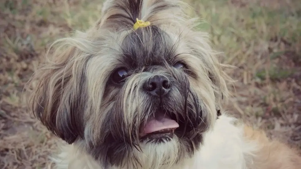 Nika, a cadela roubada. EP