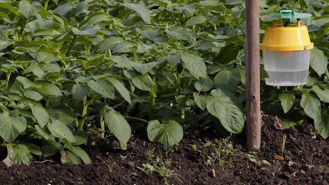 Plantación de patatas, con una trampa para la polilla. AEP