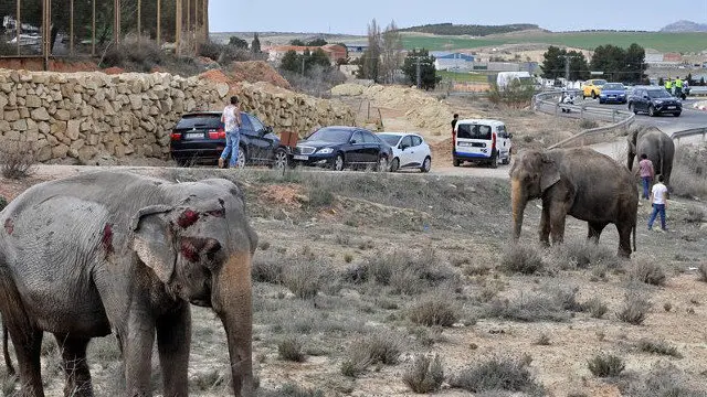 Algunos de los elefantes que viajaban en el camión accidentado en la A-30. MANU (EFE)