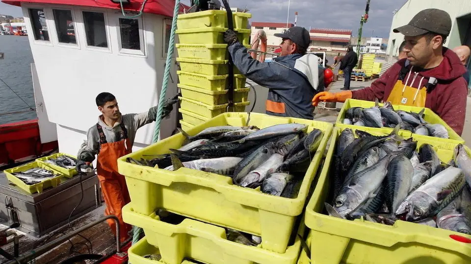 Descarga de caballa en el puerto de Burela. AEP