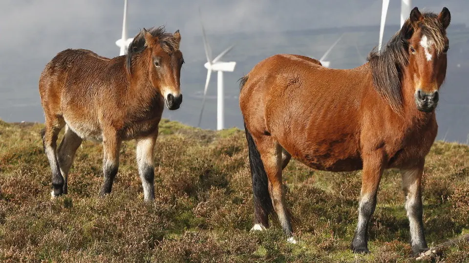 Caballos de monte. EP