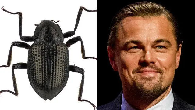 Leonardodicaprio y Leonardo Dicapio.EP