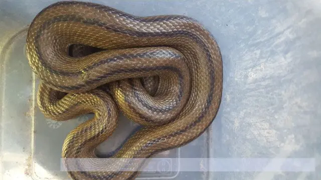 Serpiente hallada en Vigo. DP