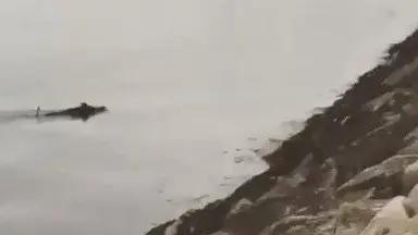 Un jabalí nadando en Caranza. @AgrasFer (TWITTER)