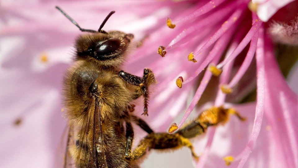 Unha abella liba o néctar dunha flor. EFE (AEP)
