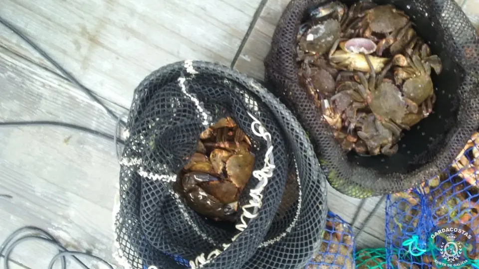 Marisco incautado. @GardacostasGal