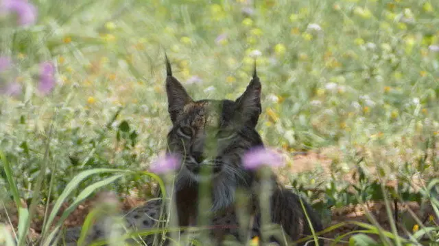 Imatge-iberic-detectat-larea-metropolitana_2025407668_54230641_651x366