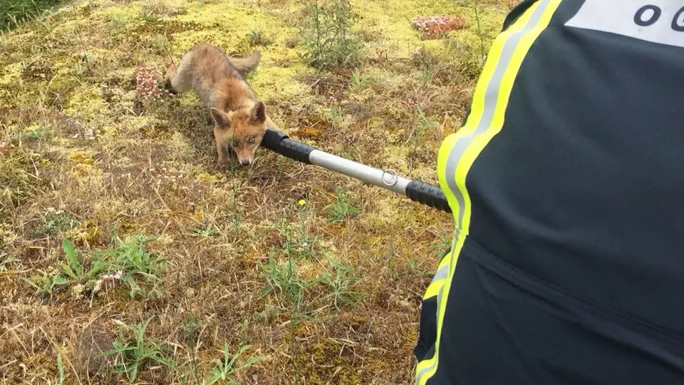Raposo rescatado este domingo. EMERXENCIAS O GROVE
