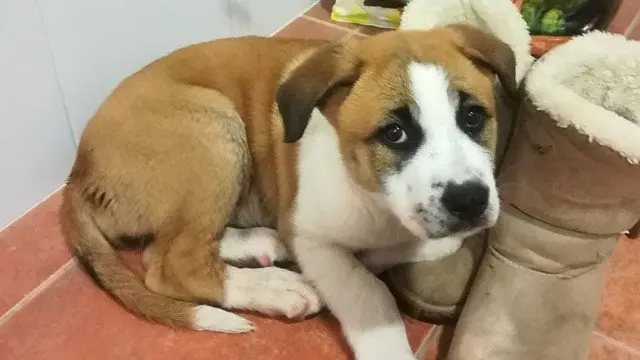 La cachorra agredida en Oia. FACEBOOK