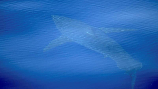 El tiburón avistado junto a Mallorca. ASOCIACIÓN ALNITAK 