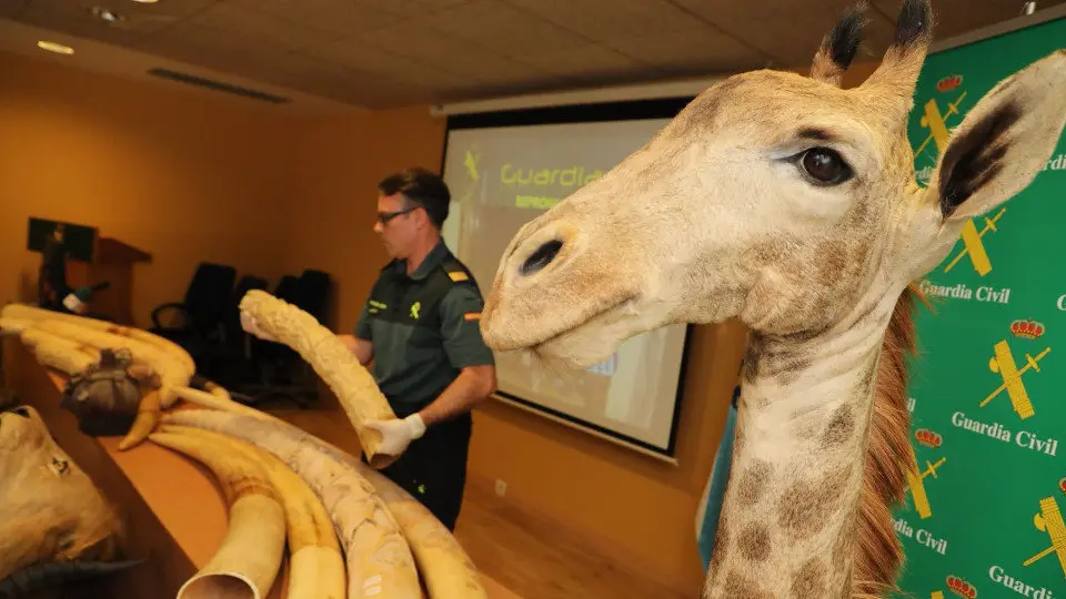 Parte del material incautado en el almacén ilegal de arte sacra en Salvaterra.OUBIÑA