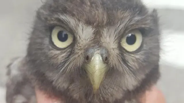 El buho rescatado en un garaje en Vigo. DP