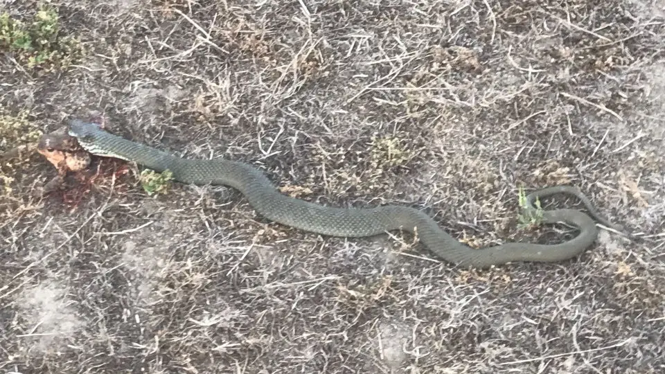 Culebra bastarda. AEP